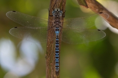 Rhionaeschna diffinis