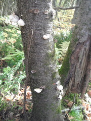 Fomitopsis betulina