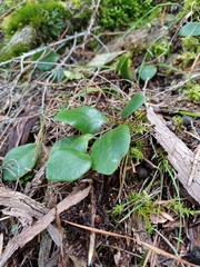 Pyrrosia eleagnifolia