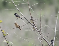 Sporophila morelleti