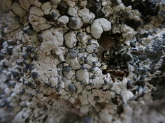 Lecanora rupicola