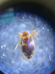Neoclypeodytes