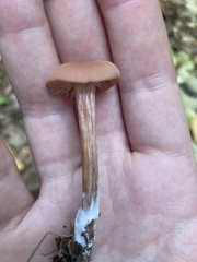 Laccaria laccata