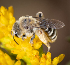 Andrena isocomae