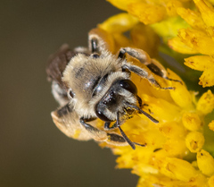 Andrena isocomae
