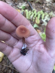 Laccaria laccata