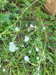 Gomphrenoideae