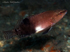 Serranus subligarius