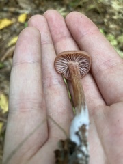 Laccaria laccata