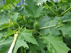 Datura stramonium