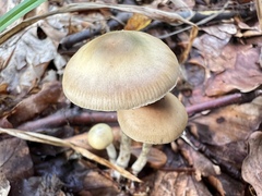 Psilocybe serbica