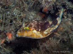 Canthigaster rostrata