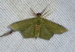 Chloropteryx nordicaria