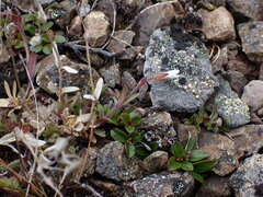 Cerastium arvense