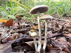 Psilocybe serbica
