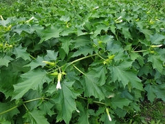 Datura stramonium