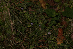 Hesperocodon hederaceus