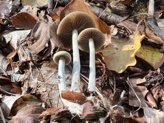 Psilocybe serbica