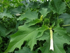 Datura stramonium