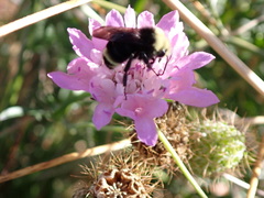 Bombus vosnesenskii