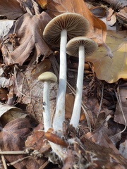 Psilocybe serbica