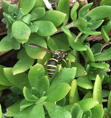 Ancistrocerus catskill