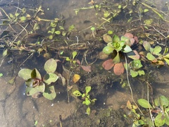 Ludwigia peploides glabrescens