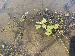 Ludwigia peploides glabrescens