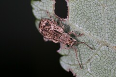 Pseudoedophrys hilleri