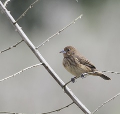 Sporophila morelleti