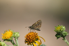 Piruna penaea