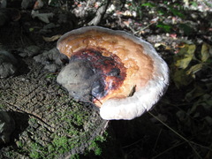 Fomitopsis mounceae