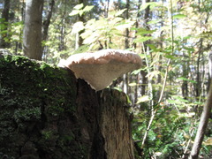 Fomitopsis mounceae