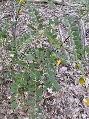 Sphaerophysa salsula