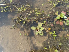 Ludwigia peploides glabrescens