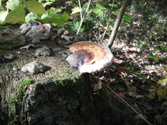 Fomitopsis mounceae