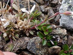 Cerastium arvense