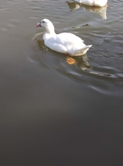 Anas platyrhynchos × Cairina moschata