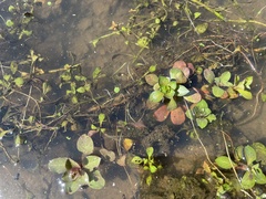 Ludwigia peploides glabrescens