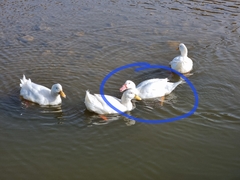 Anas platyrhynchos × Cairina moschata