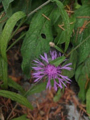 Centaurea