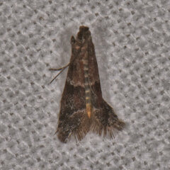 Eulogia ochrifrontella