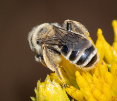 Andrena isocomae
