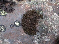 Pseudephebe minuscula