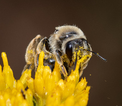 Andrena isocomae
