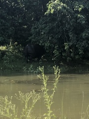 Rhinoceros unicornis