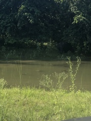 Rhinoceros unicornis