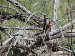 Polygonia gracilis