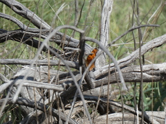 Polygonia gracilis