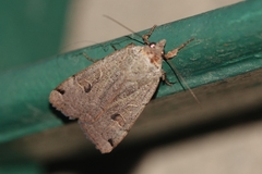 Noctua orbona